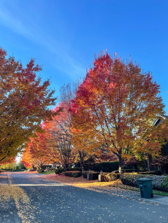 Fall colors in Lake Hills neighborhood in Bellevue, WA