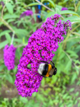 White-tailed bumblebee (Bombus lucorum) is a species of bumblebee, widespread and common throughout...