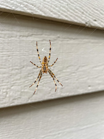 Cross Orb-weaver (Araneus diadematus) is an orb-weaver spider found in Europe and North America.