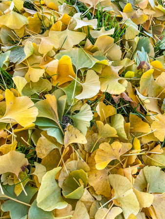 Fall colors  in Issaquah, WA in Novemberの写真素材