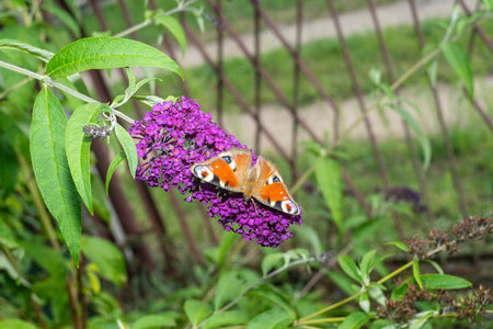 Butterfly bush (Buddleja davidii) is a species of flowering plant in the family Scrophulariaceaeの写真素材