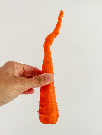 Carrot (Daucus carota) is a root vegetable, usually orange in colour, though purple, black, red, white, and yellow varieties exist.の写真素材