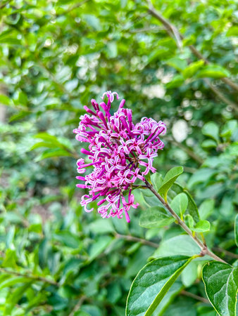 Shrubby fuchsia (Fuchsia paniculata) is a plant of the genus Fuchsia native to Central America.
