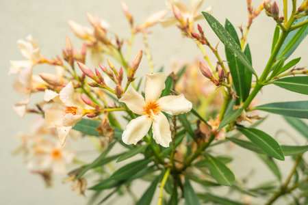 Nerium oleander is an evergreen shrub or small tree in the dogbane family Apocynaceae, toxic in all its parts.の写真素材