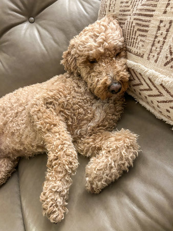 Australian Labradoodle is a mix between the Labrador Retriever, Poodle and Cocker Spaniel.