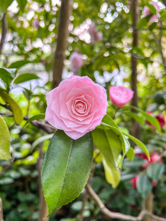 Japanese camellia (Camellia japonica) is one of the best known species of the genus Camellia.の写真素材