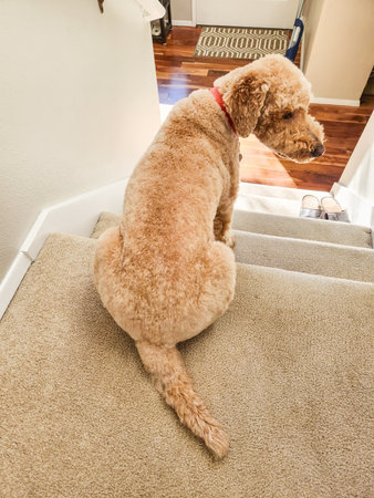 Australian Labradoodle is a mix between the Labrador Retriever, Poodle and Cocker Spaniel.