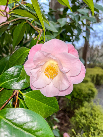 Pacific rhododendron (Rhododendron macrophyllum) is a large-leaved species of Rhododendron native to the Pacific Coast of North America. It is the state flower of Washington.の写真素材