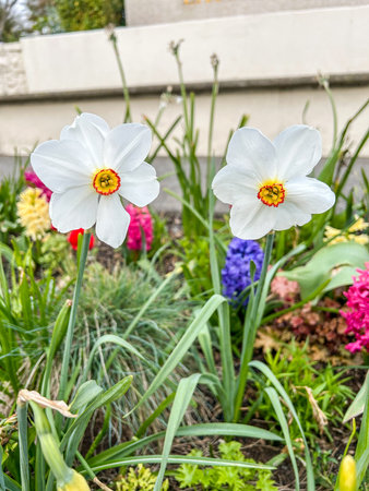 Poet's daffodil (Narcissus poeticus) was one of the first daffodils to be cultivated, and is frequently identified as the narcissus of ancient times.の写真素材