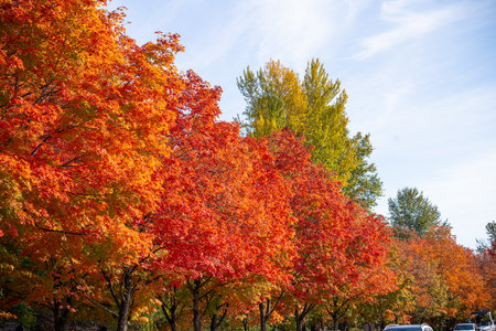 Fall colors in Coulon Beach Park, Renton, WA