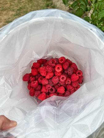 European red raspberry (Rubus idaeus) is a red-fruited species of Rubus native to Europe and northern Asia and commonly cultivated in other temperate regions.の写真素材