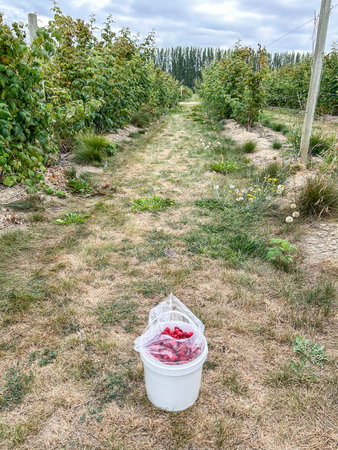 European red raspberry (Rubus idaeus) is a red-fruited species of Rubus native to Europe and northern Asia and commonly cultivated in other temperate regions.の写真素材