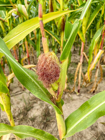 Maize (Zea mays) is a large grain plant domesticated by indigenous peoples in Mesoamerica in prehistoric times.の写真素材