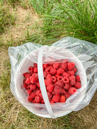 European red raspberry (Rubus idaeus) is a red-fruited species of Rubus native to Europe and northern Asia and commonly cultivated in other temperate regions.の写真素材