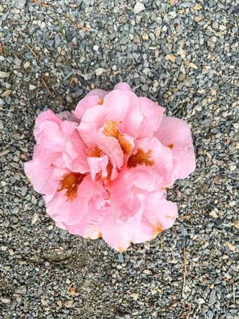 Pacific rhododendron (Rhododendron macrophyllum) is a large-leaved species of Rhododendron native to the Pacific Coast of North America. It is the state flower of Washington.の写真素材
