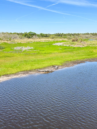 Myakka River State Park is a Florida State Park, that is located nine miles (14 km) east of Interstate 75 in Sarasota County and a portion of southeastern Manatee County on the Atlantic coastal plain.の写真素材
