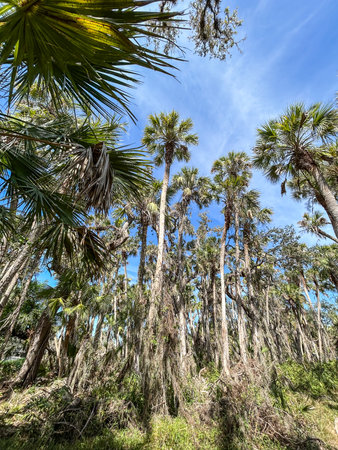 Myakka River State Park is a Florida State Park, that is located nine miles (14 km) east of Interstate 75 in Sarasota County and a portion of southeastern Manatee County on the Atlantic coastal plain.の写真素材