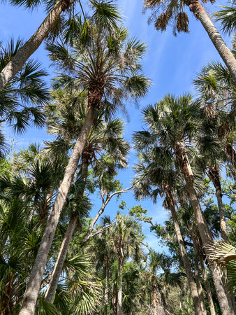 Myakka River State Park is a Florida State Park, that is located nine miles (14 km) east of Interstate 75 in Sarasota County and a portion of southeastern Manatee County on the Atlantic coastal plain.の写真素材