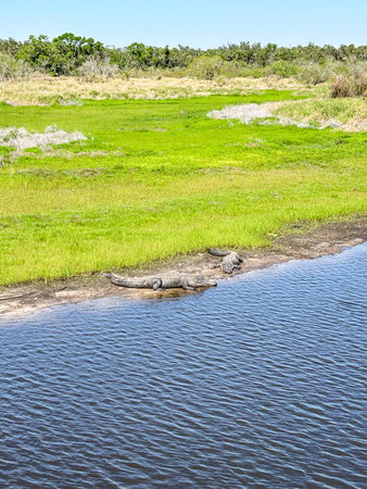 Myakka River State Park is a Florida State Park, that is located nine miles (14 km) east of Interstate 75 in Sarasota County and a portion of southeastern Manatee County on the Atlantic coastal plain.の写真素材