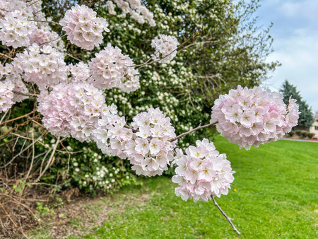 Japanese cherry (Prunus serrulata) is a species of cherry native to Japan, Korea and China and is used for its spring cherry blossom displays and festivals.の写真素材