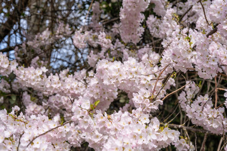 Japanese cherry (Prunus serrulata) is a species of cherry native to Japan, Korea and China and is used for its spring cherry blossom displays and festivals.の写真素材