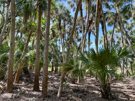 Myakka River State Park is a Florida State Park, that is located nine miles (14 km) east of Interstate 75 in Sarasota County and a portion of southeastern Manatee County on the Atlantic coastal plain.の写真素材