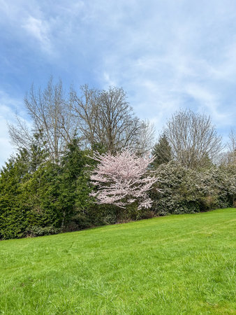 Japanese cherry (Prunus serrulata) is a species of cherry native to Japan, Korea and China and is used for its spring cherry blossom displays and festivals.の写真素材