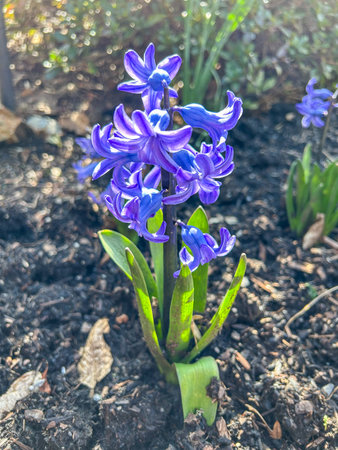 Grape hyacinth (Muscari neglectum) is a perennial bulbous plant. Muscari are perennial bulbous plants native to Eurasia. They produce spikes of dense, commonly blue, urn-shaped flowers. It is sometimes grown as an ornamental plant, for example, in temperate climates as a spring bulb.の写真素材