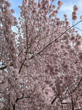 Japanese cherry (Prunus serrulata) is a species of cherry native to Japan, Korea and China and is used for its spring cherry blossom displays and festivals.の写真素材