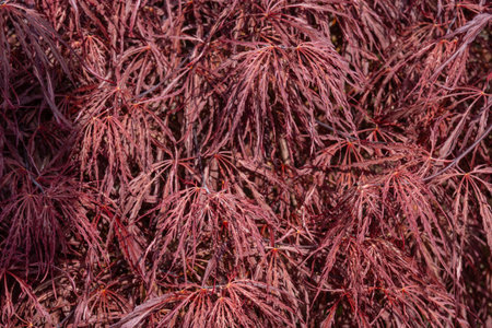 Japanese maple (Acer palmatum) is a species of woody plant native to Japan, China, Korea, eastern Mongolia, and southeast Russia.の写真素材