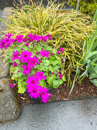 Cineraria (Pericallis Ã hybrida) is a flowering plant in the family Asteraceae. It originated as a hybrid between Pericallis cruenta and P. lanata, both natives of the Canary Islands.の写真素材