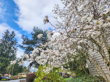 Star magnolia (Magnolia  stellata) is a slow-growing shrub or small tree native to Japan. It bears large, showy white or pink flowers in early spring, before its leaves open.の写真素材