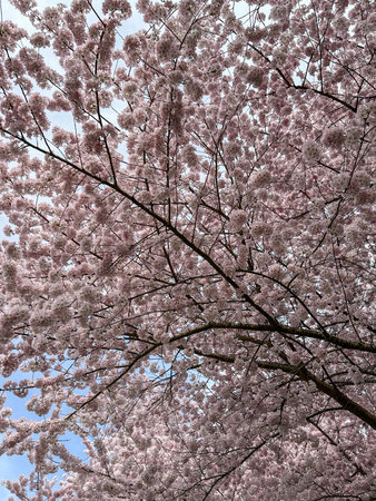 Japanese cherry (Prunus serrulata) is a species of cherry native to Japan, Korea and China and is used for its spring cherry blossom displays and festivals.の写真素材