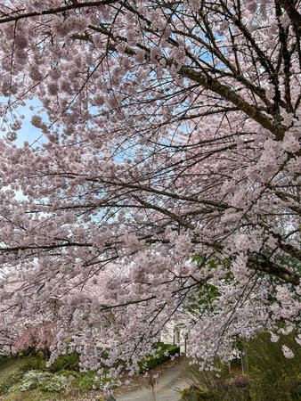Japanese cherry (Prunus serrulata) is a species of cherry native to Japan, Korea and China and is used for its spring cherry blossom displays and festivals.の写真素材