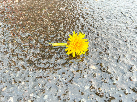 False dandelion (Hypochaeris radicata) is a perennial, low-lying edible herb often found in lawns.の写真素材