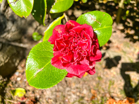 Japanese camellia (Camellia japonica) is one of the best known species of the genus Camellia.の写真素材
