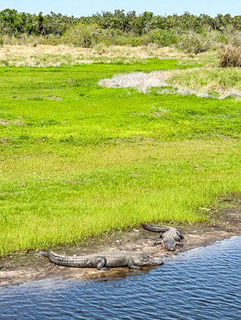 Myakka River State Park is a Florida State Park, that is located nine miles (14 km) east of Interstate 75 in Sarasota County and a portion of southeastern Manatee County on the Atlantic coastal plain.の写真素材