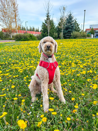 Australian Labradoodle is a mix between the Labrador Retriever, Poodle and Cocker Spaniel.の写真素材