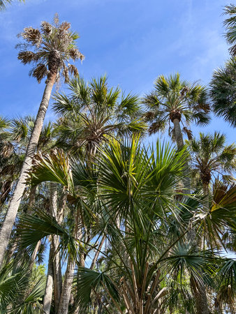 Myakka River State Park is a Florida State Park, that is located nine miles (14 km) east of Interstate 75 in Sarasota County and a portion of southeastern Manatee County on the Atlantic coastal plain.の写真素材
