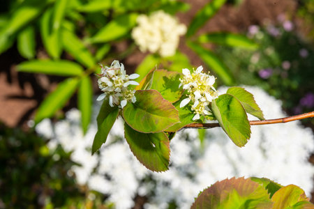 Juneberry (Amelanchier lamarckii) is a large deciduous flowering shrub or small tree in the family...
