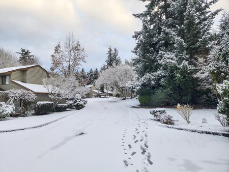 Snowy day in in February in Bellevue,WAの写真素材