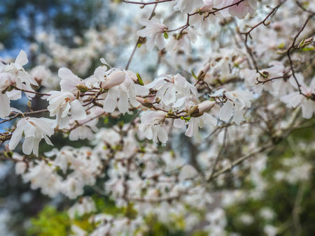 Star magnolia (Magnolia  stellata) is a slow-growing shrub or small tree native to Japan. It bears large, showy white or pink flowers in early spring, before its leaves open.の写真素材
