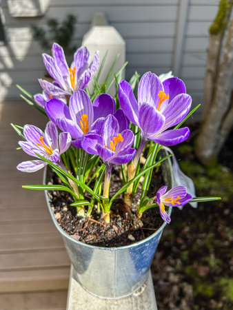 Crocus is a genus of flowering plants in the iris family comprising 90 species of perennials growing from corms.の写真素材