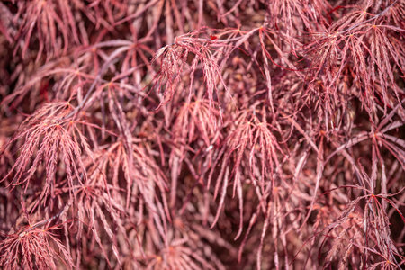 Japanese maple (Acer palmatum) is a species of woody plant native to Japan, China, Korea, eastern Mongolia, and southeast Russia.の写真素材