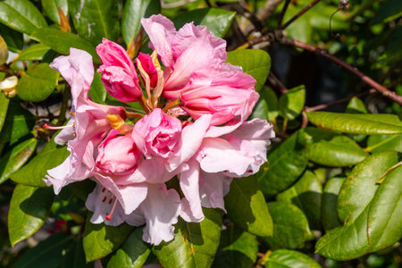 Pacific rhododendron (Rhododendron macrophyllum) is a large-leaved species of Rhododendron native to the Pacific Coast of North America. It is the state flower of Washington.の写真素材