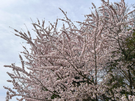 Japanese cherry (Prunus serrulata) is a species of cherry native to Japan, Korea and China and is used for its spring cherry blossom displays and festivals.の写真素材