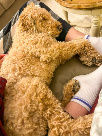 Australian Labradoodle is a mix between the Labrador Retriever, Poodle and Cocker Spaniel.の写真素材