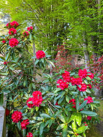 Pacific rhododendron (Rhododendron macrophyllum) is a large-leaved species of Rhododendron native to the Pacific Coast of North America. It is the state flower of Washington.の写真素材