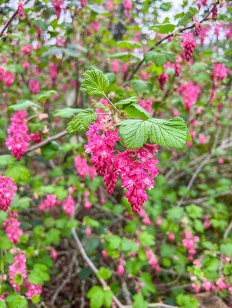 Flowering currant (Ribes sanguineum) is a North American species of flowering plant in the family Grossulariaceae, native to western United States and Canada.の写真素材