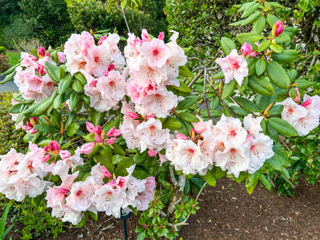 Pacific rhododendron (Rhododendron macrophyllum) is a large-leaved species of Rhododendron native to the Pacific Coast of North America. It is the state flower of Washington.の写真素材